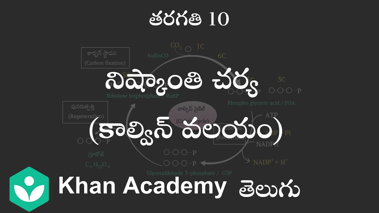 Dark Reaction (Calvin Cycle) [Telugu] | Nutrition| Class 10 | Science| Khan Academy