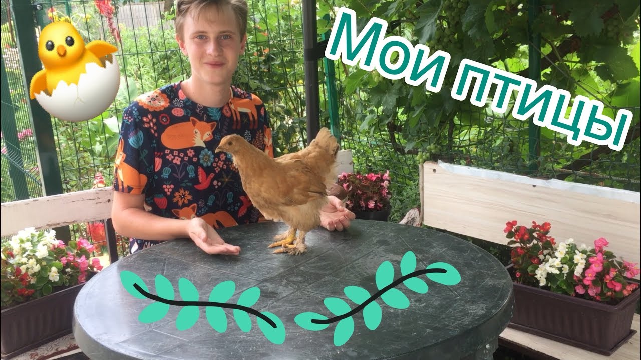 Мои птицы\Куры\Цыплята Брама, Кохинхин.
