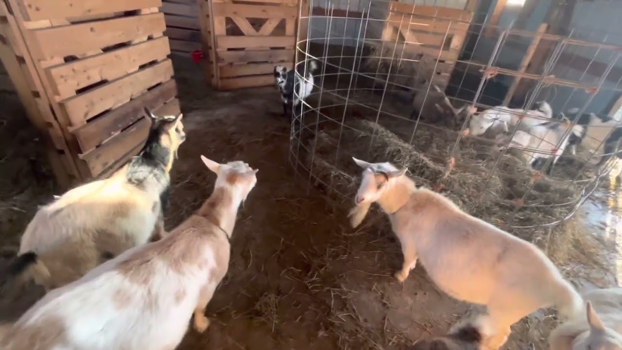 Goat Hierarchy, what is it/does it matter | Goat herd Queen, nobody dies if she makes a bad decision