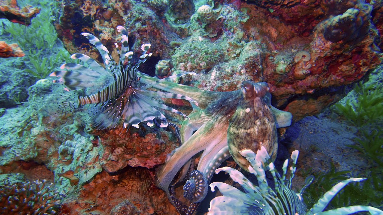 Gang of lionfish hunting with HUGE octopus