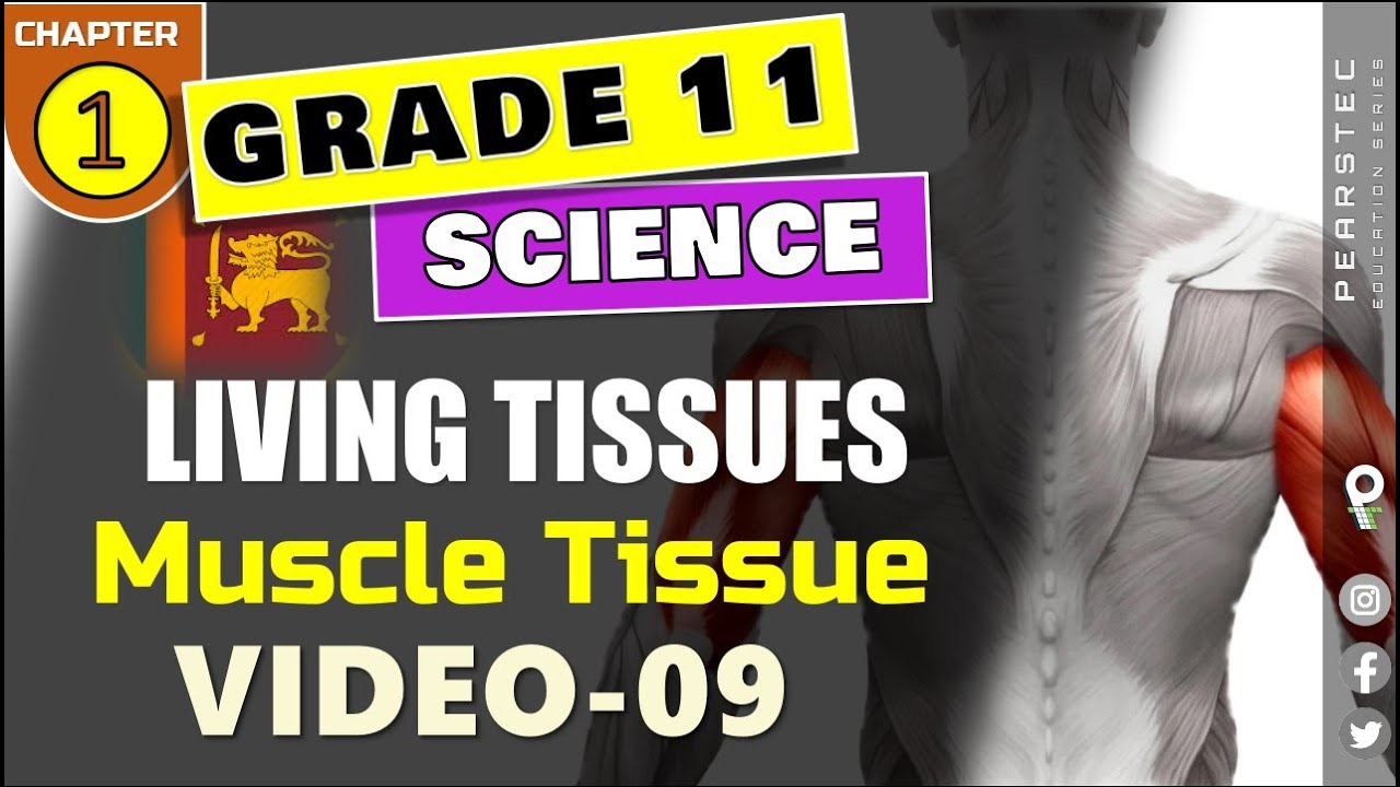 Grade 11 Science English : Ch 1/9 - Muscle Tissues