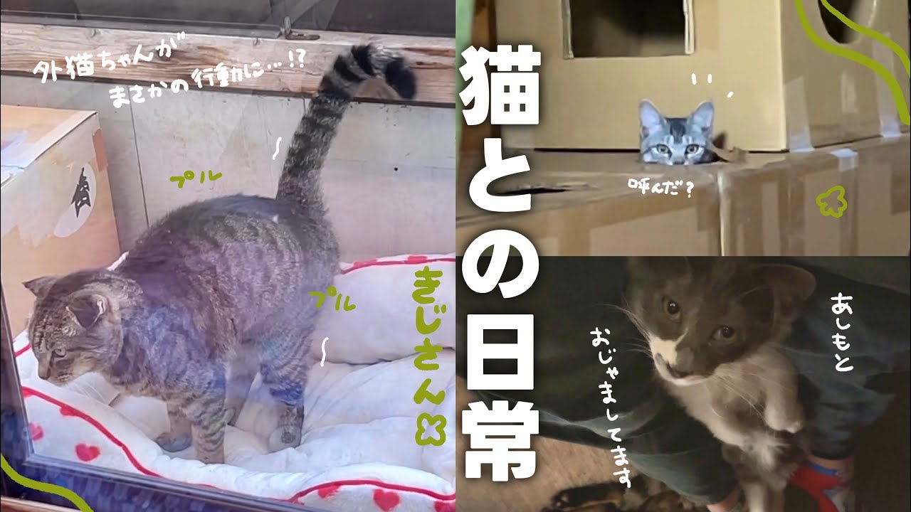 【ねことの日常Vlog】 折れ耳の外猫ちゃんが野良猫食堂で