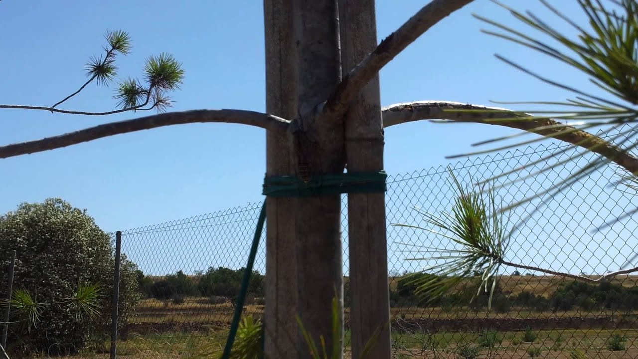 Canta canta Chicharra y ¡¡ revienta !! 1 de Agosto del 2013 vídeo grabado en el vivero