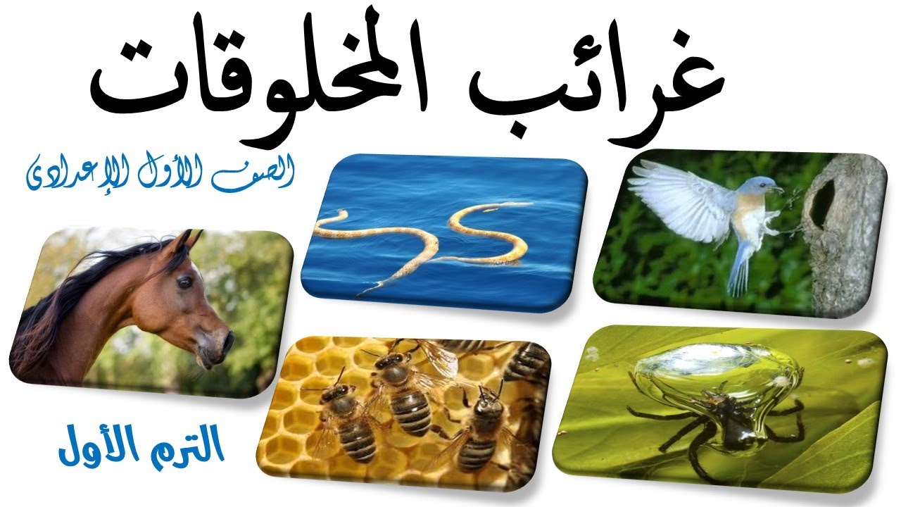 غرائب المخلوقات الصف الأول الإعدادي الترم الأول.