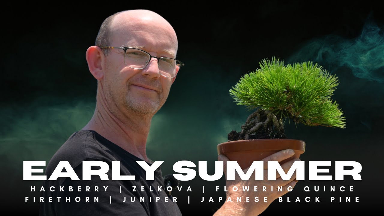 Bonsai work in early summer; hackberry, pine, juniper, quince and firethorn.