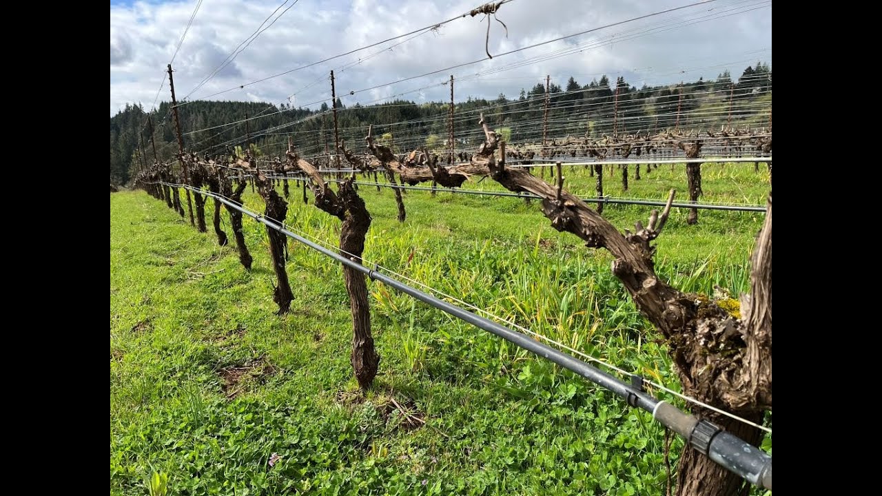 How to spur prune grapevines