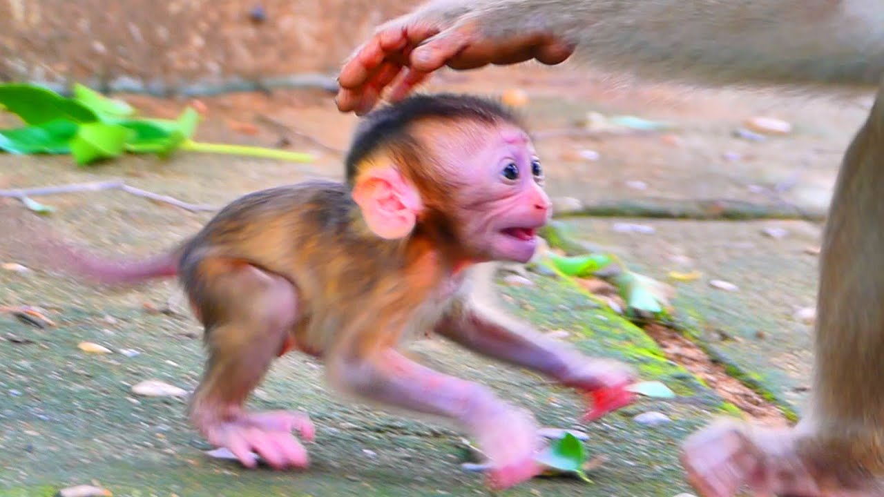 Best Mama Monkey Takes Loving Care of Her Baby 🐒💛