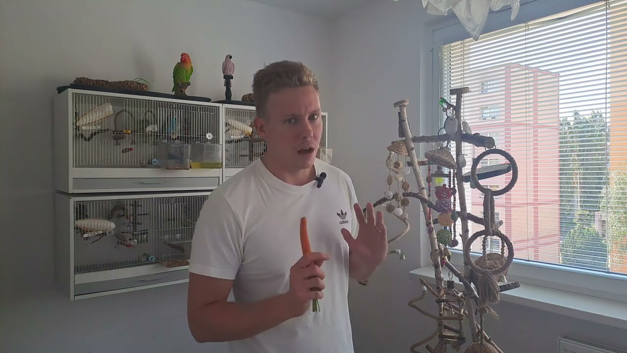 Vhodné hračky pro andulky