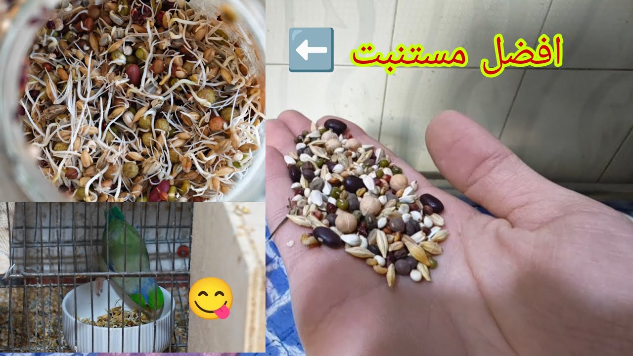 افضل طريقة ل عمل مستنبت ل طيورك بدون تعفن  
