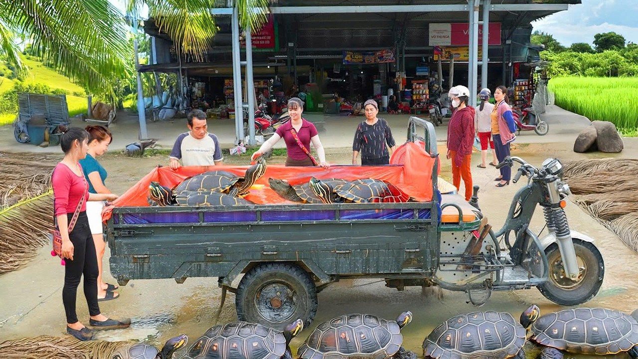 Catching Big Turtle & Tons Of Catfish At Mud Pond, Use Truck Big Turtle Go To Market Sell