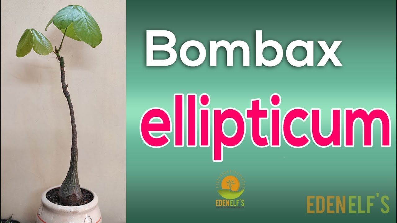 Pseudobombax Bombax | Ellipticum Bombax | caudex plant  | Edenelfs