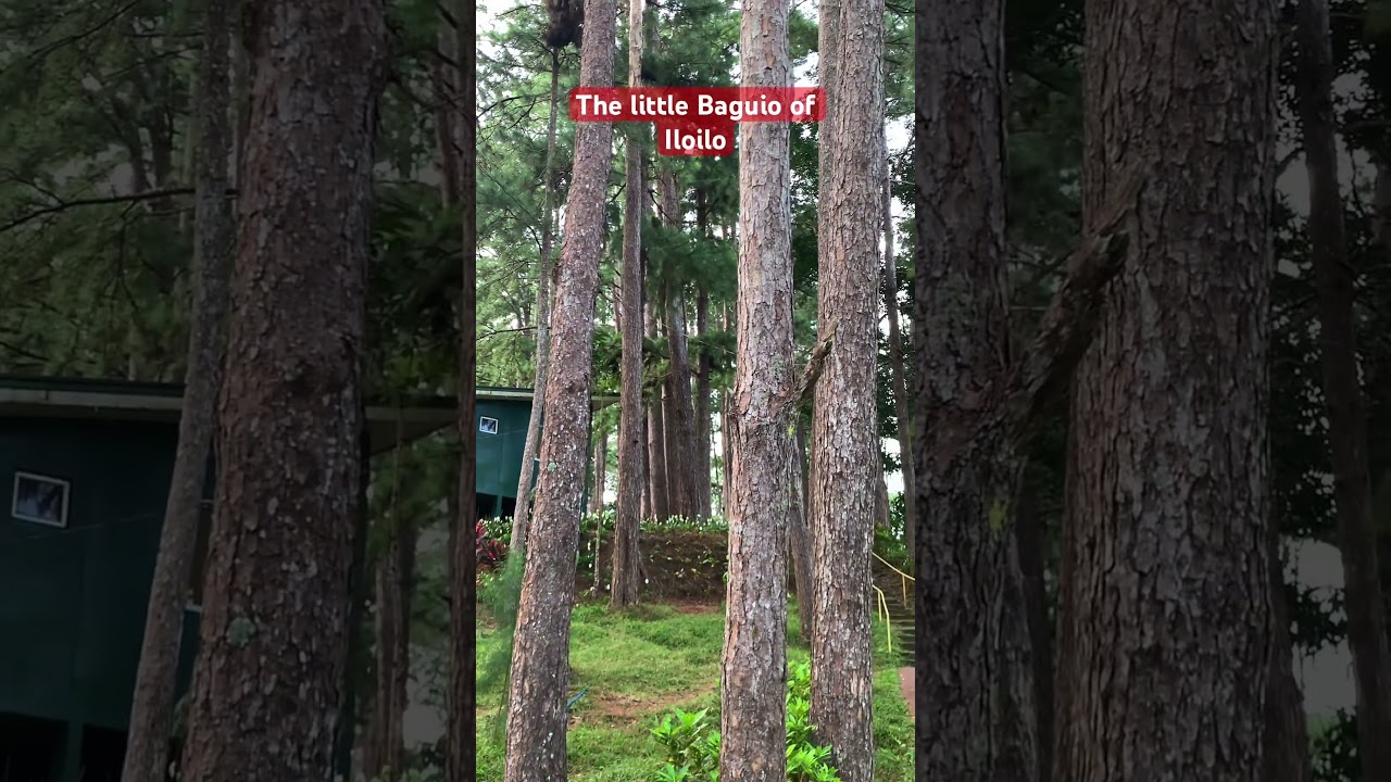 Bucari Pine Forest - The little Baguio of Iloilo. - Leon, Iloilo Philippines #iloilo #travel