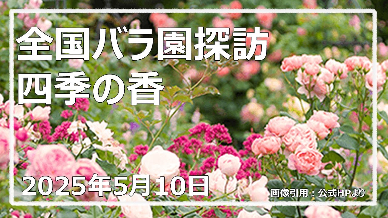 全国バラ園探訪 四季の香ローズガーデン2025春