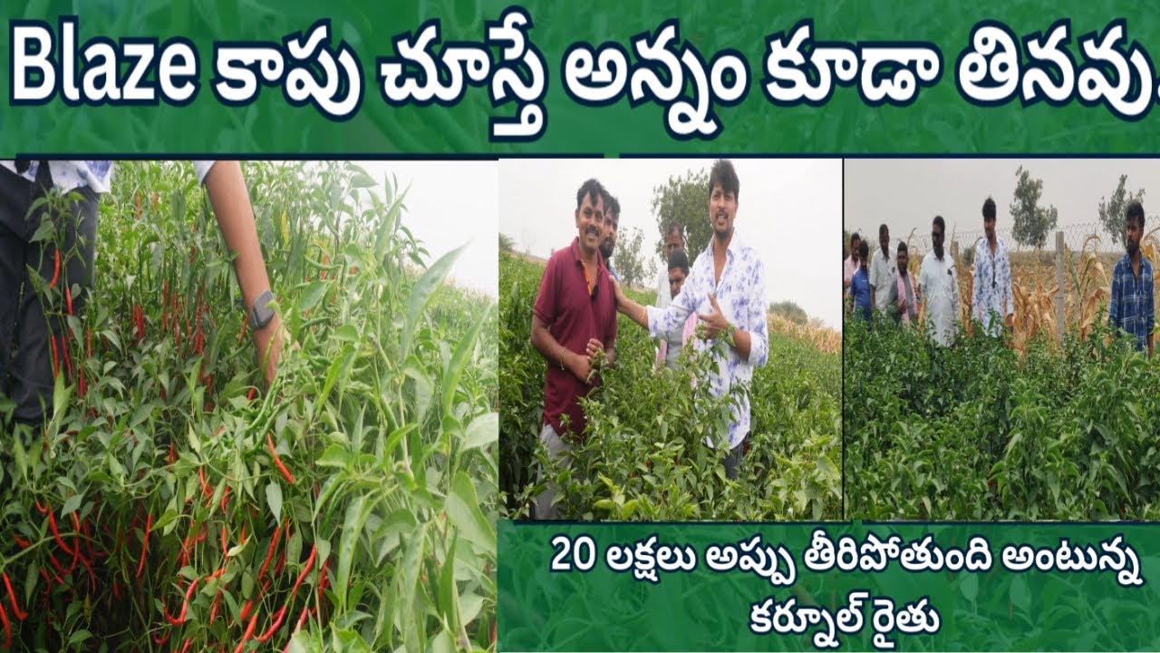 #kurool లో #బ్లేజ్ #Blaze #తేజ రకం #మిరప వేసి అప్పులు అన్ని తీరతాయి అంటున్న #రైతు ..#Best #Teja