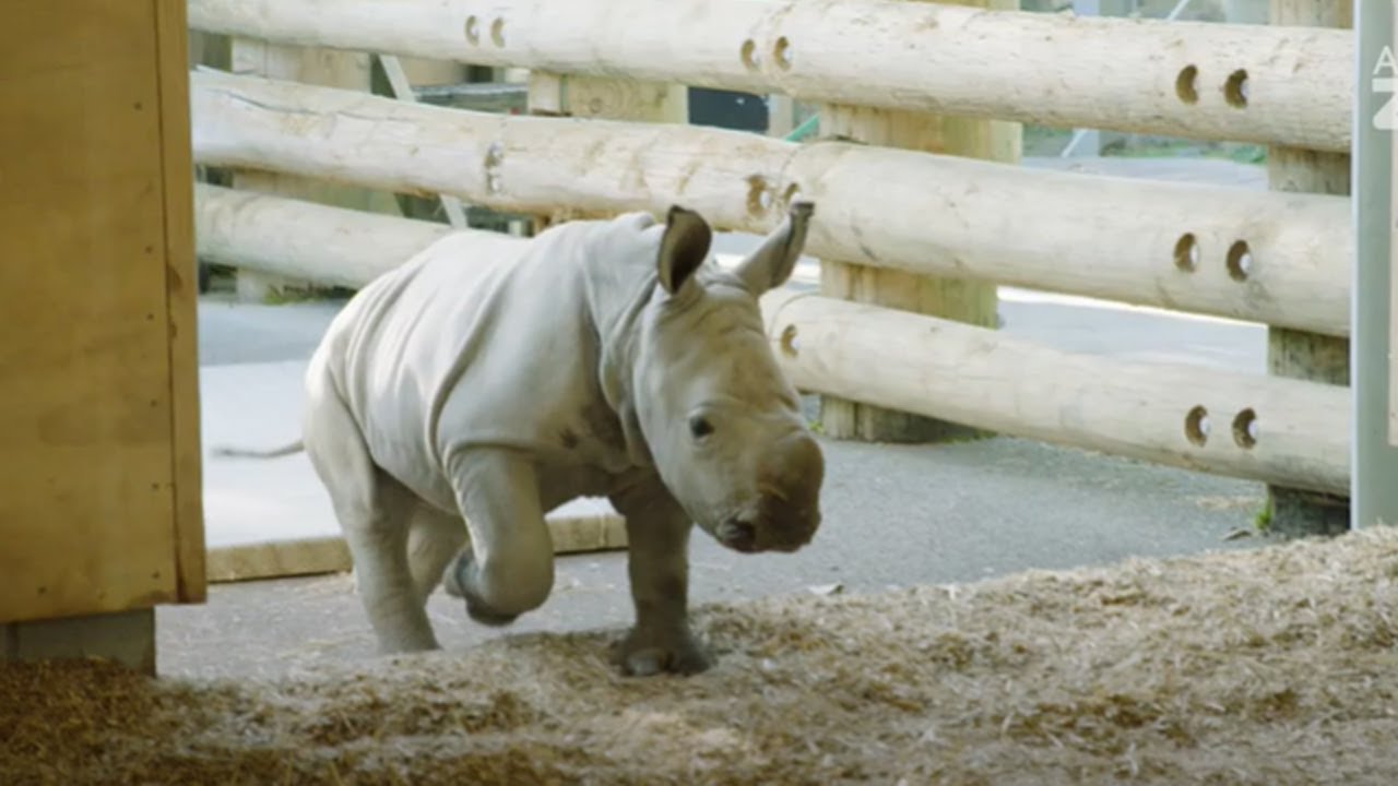Meet our four-week-old rhino calf Nyah!