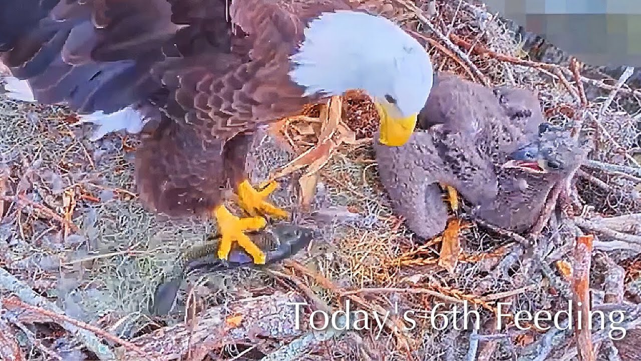 #276🦅🐥40°🐥35°／Winter Park Eagle Nest 2026／Against All Odds:One-Eyed Mom／Wink💗Atlas