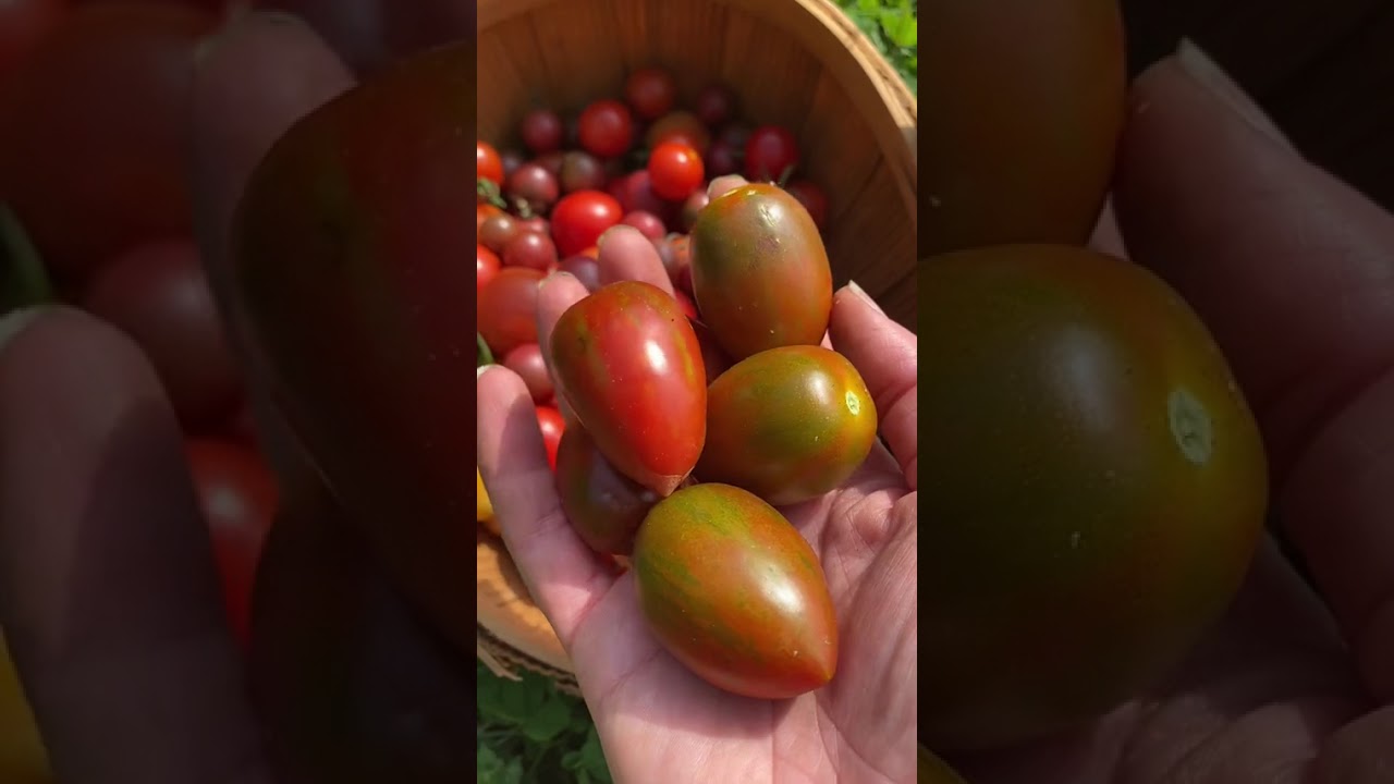 221  This #harvest includes radishes, cucamelons, bush beans, peppers, wat