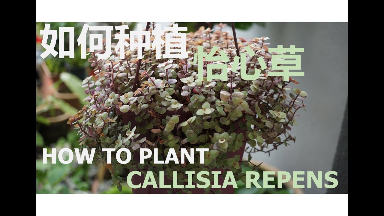 如何种植怡心草| How To Plant Callisia Repens