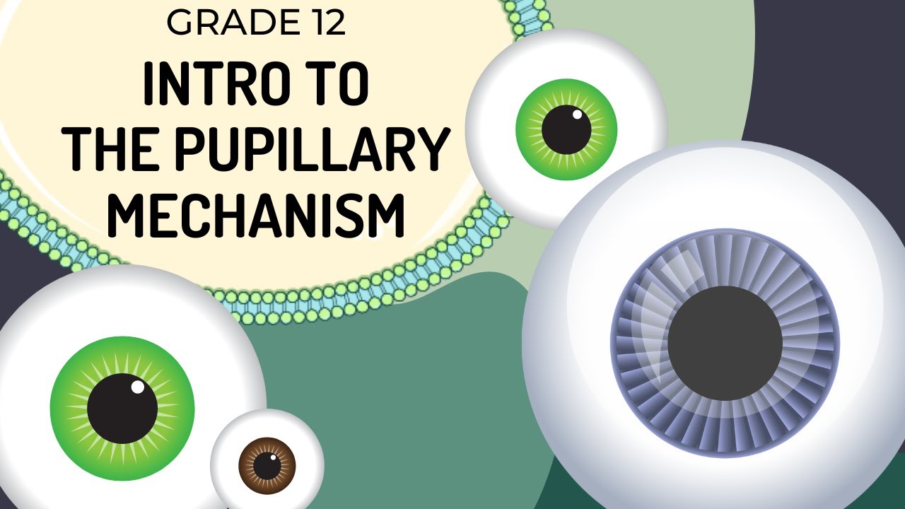 INTRO to Pupillary mechanism | How the regulates light entering the pupils