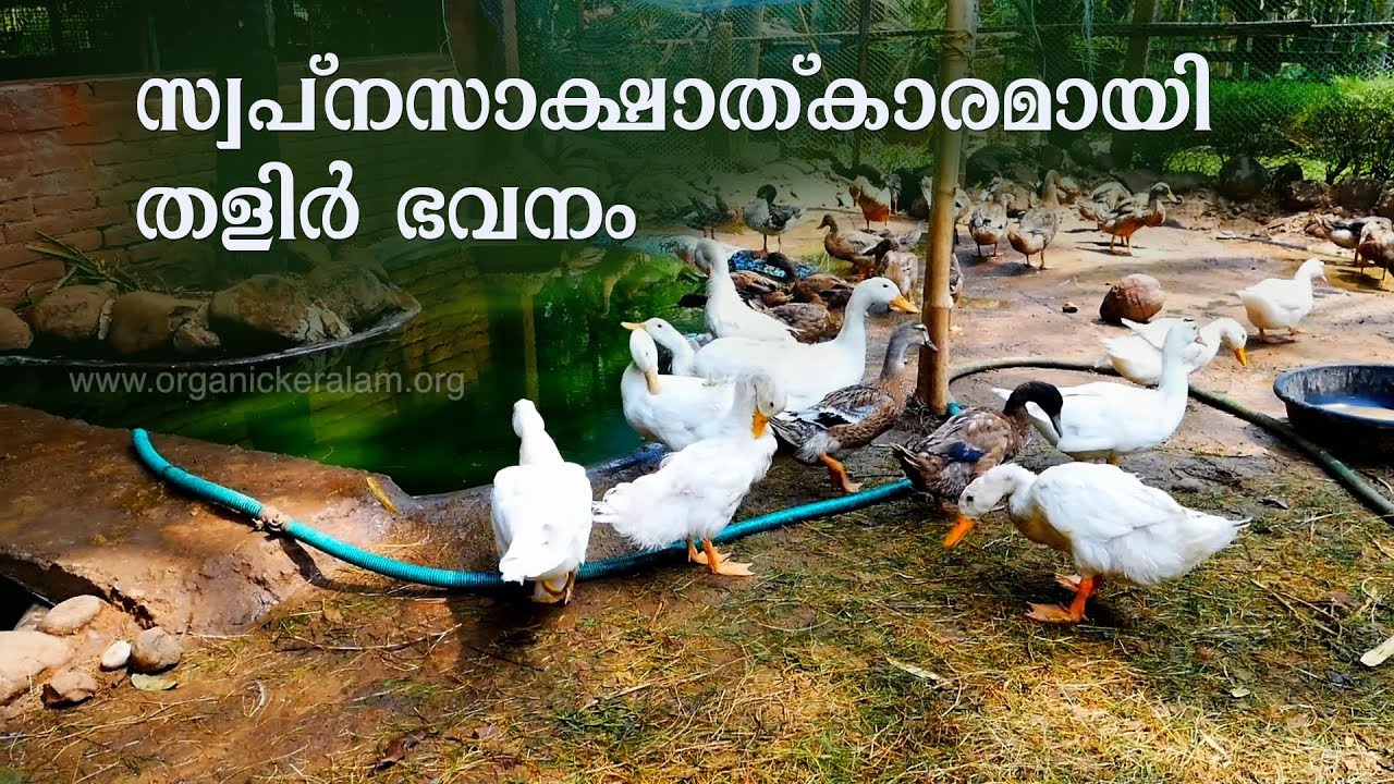 സംയോജിത കൃഷിരീതിയും ഫാം ടൂറിസവും കുറഞ്ഞ മുടക്കുമുതലില്‍ | Farm tourism | Mixed Farming