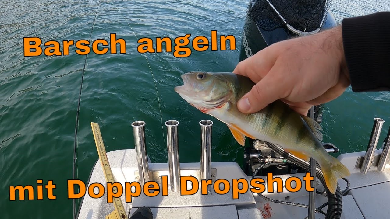 Egli mit Doppeldropshot angeln vom Boot