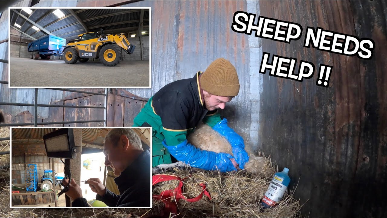 FARMER’S DAY IN FEBRUARY - - EWE PROLAPSE & NEW LIGHTS IN THE SHED