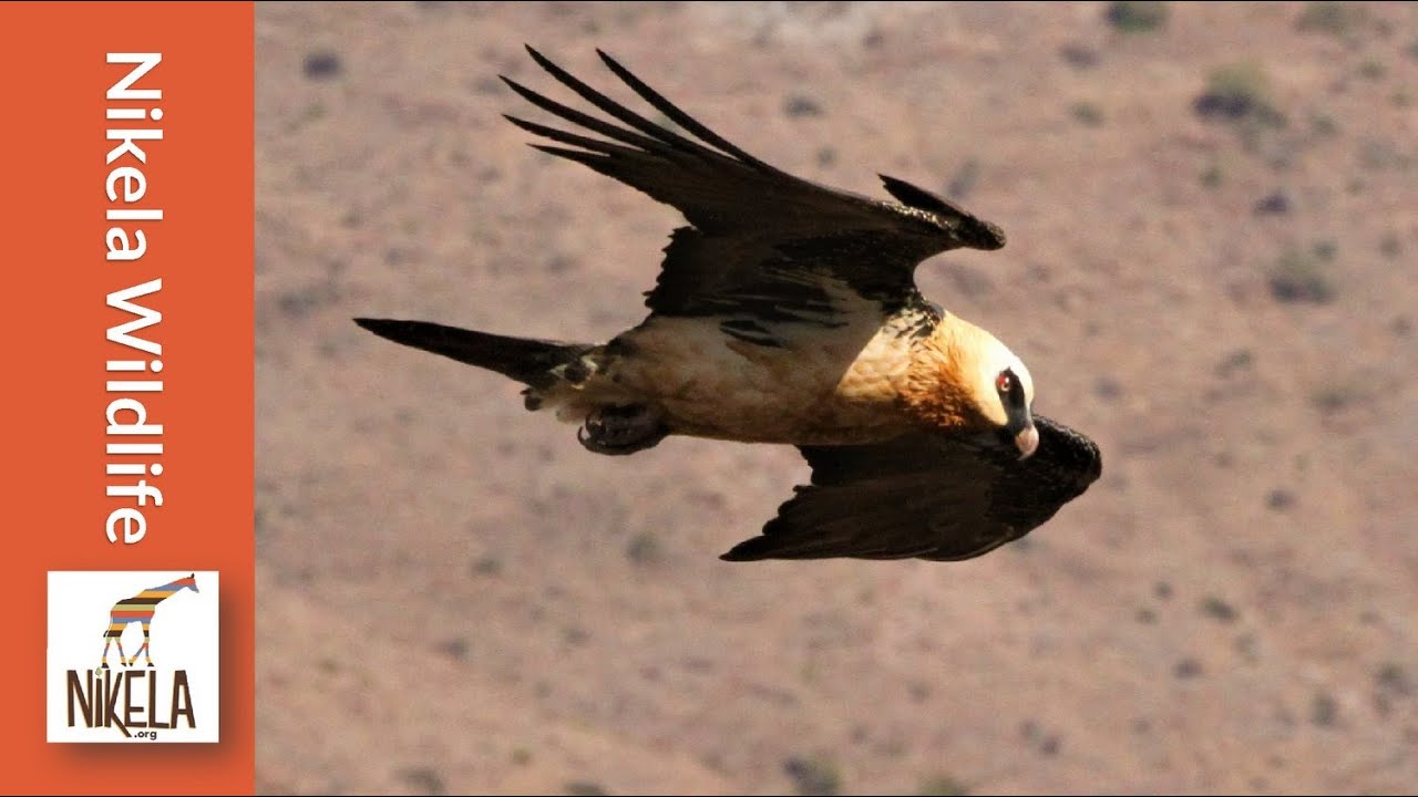Is this stunning bird really a vulture, and in trouble?