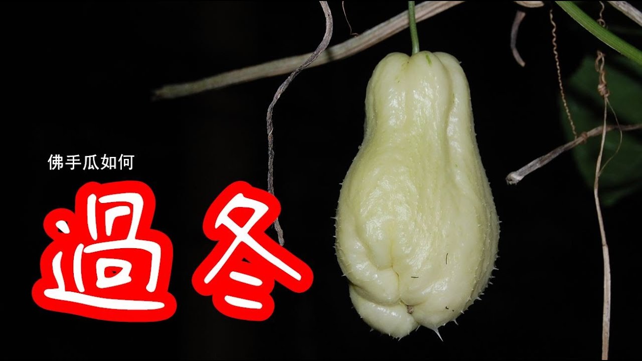 佛手瓜如何留种过冬？/ 佛手瓜如何留種過冬？