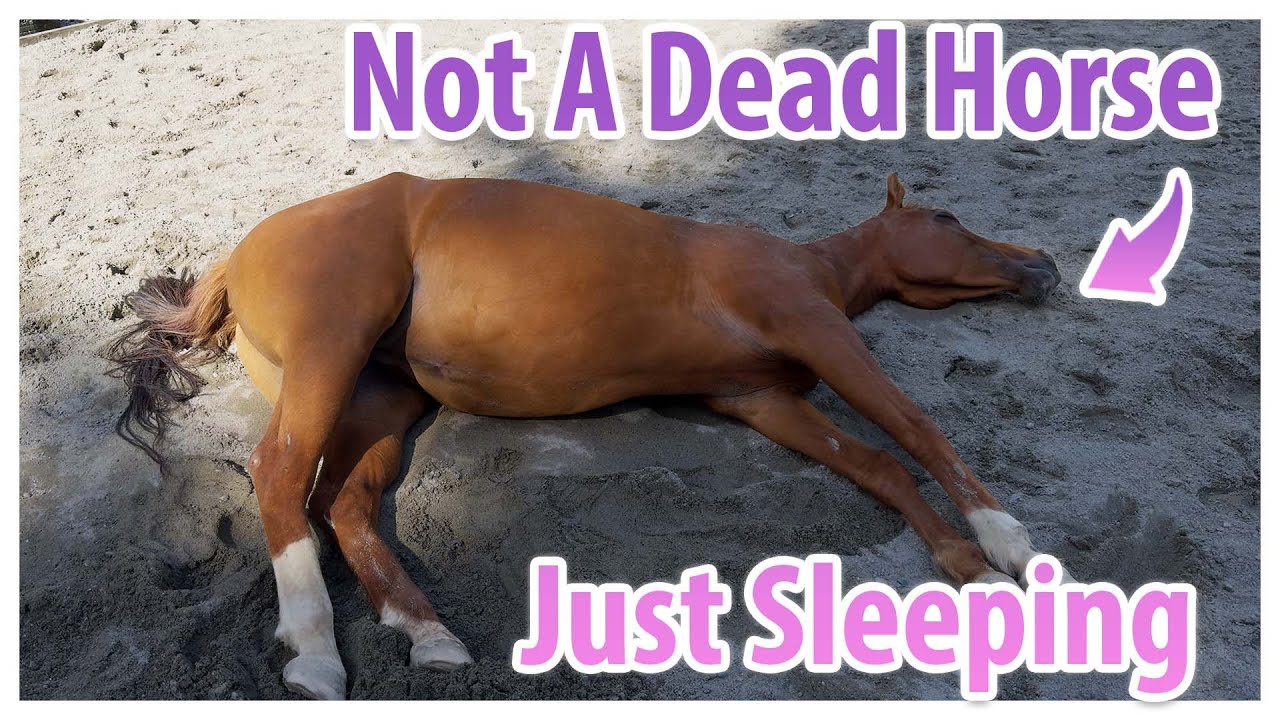 Demystifying How Horses Deep Sleep - With Gracie