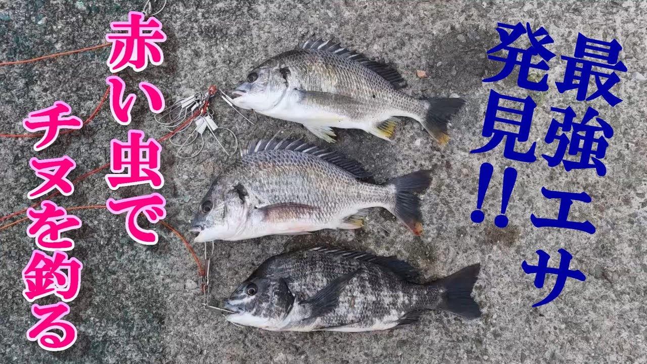 これぞぶっこみチヌ釣り最強エサ！その威力を見てほしい♪