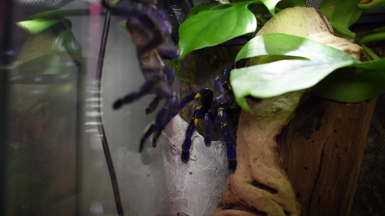 Poecilotheria metallica Breeding Video