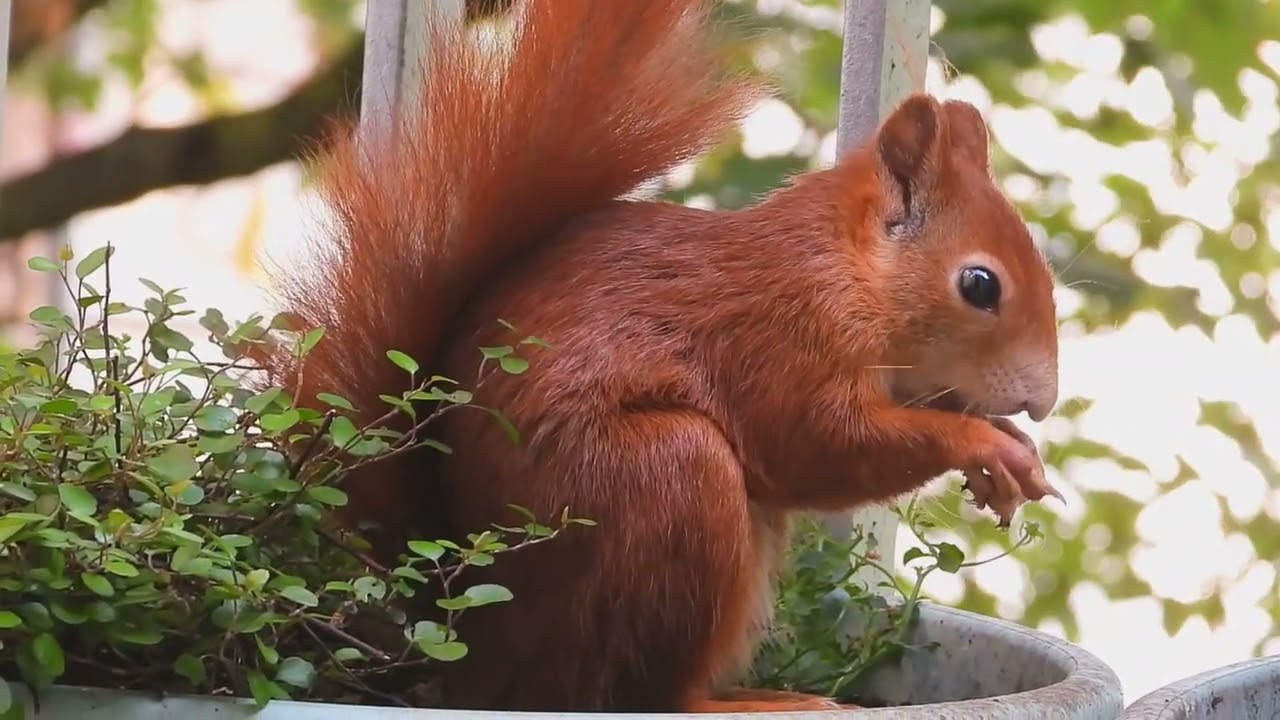 Tagträume🐿️Ein ganz normaler Tag im Bistro ( 1.7.25 )