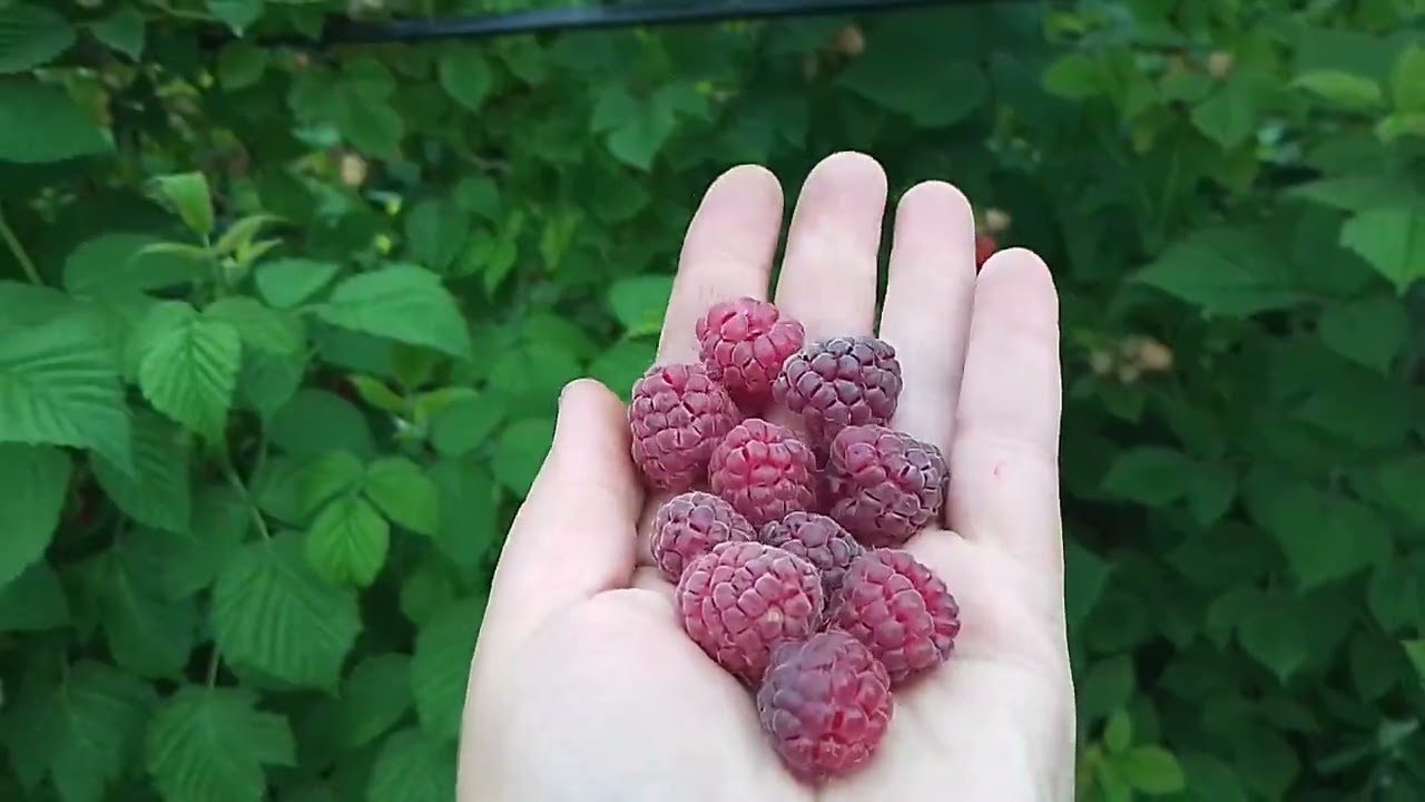 Малина РОЯЛТИ -фиолетовое чудо в нашем саду!😋👌