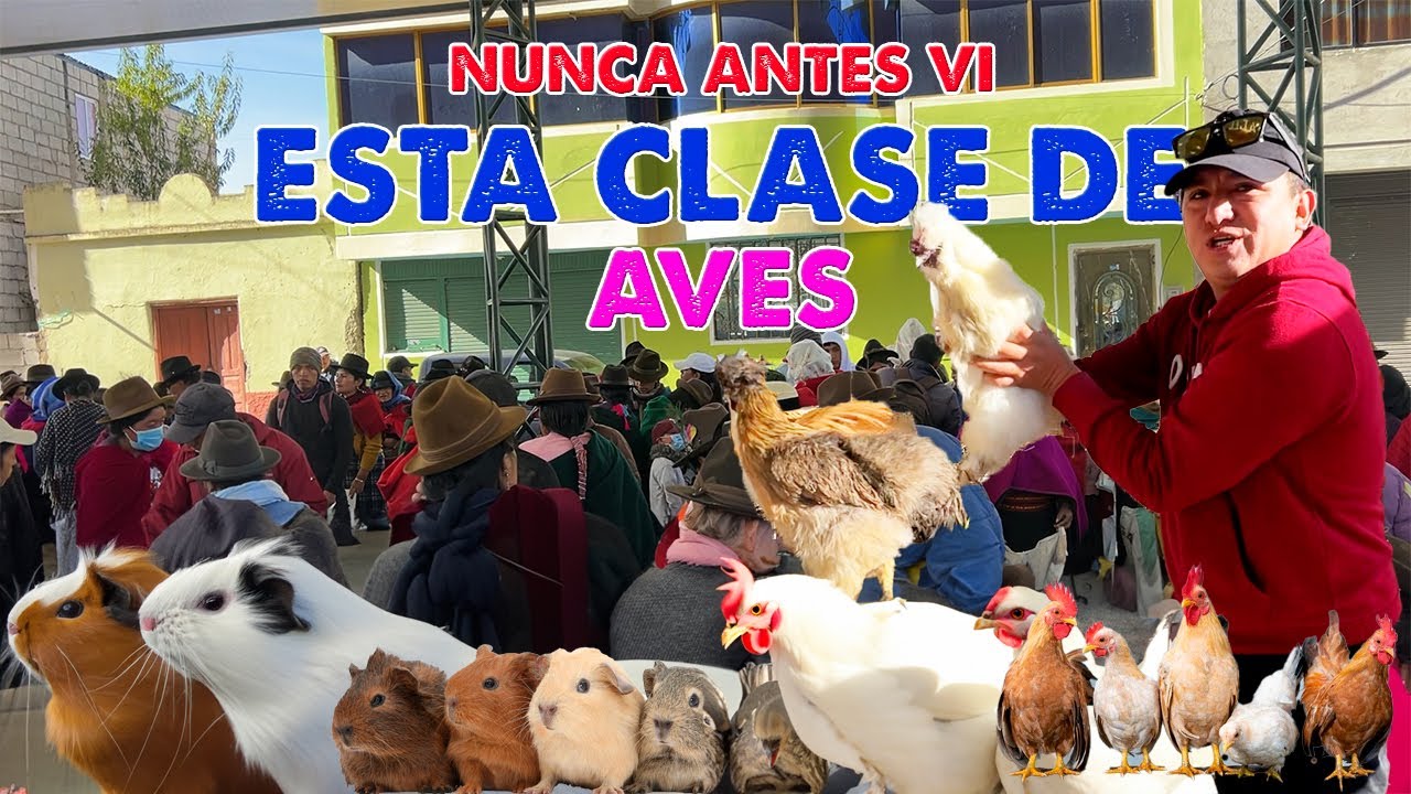 GRAN FERIA  DE AVES  Y CUYES EN  GUAMOTE 🇪🇨 I  GEO LEMA