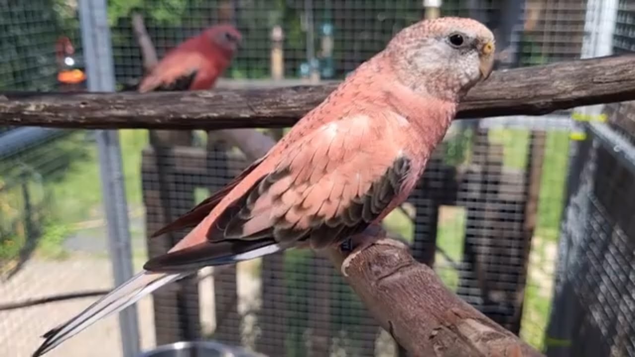 Bourke Parakeets Chirping and Singing in the Aviary