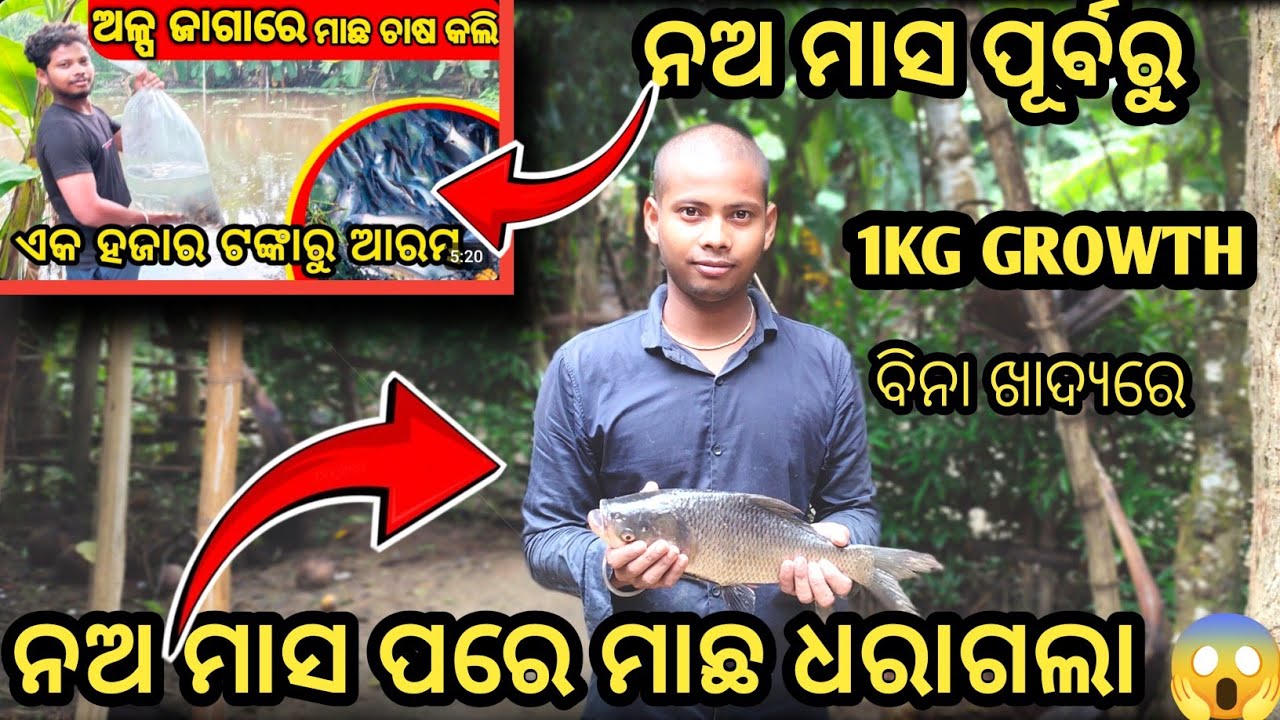 ନଅ ମାସ ପରେ ପୋଖରୀରୁ ମାଛ ଧରାଗଲା🐬🐟 ||🤔 କେତେଟଙ୍କା ପ୍ରଫିଟ୍ ମିଳିଲା ମାଛ ଚାଷରୁ 💸💵 || Fish Farming 