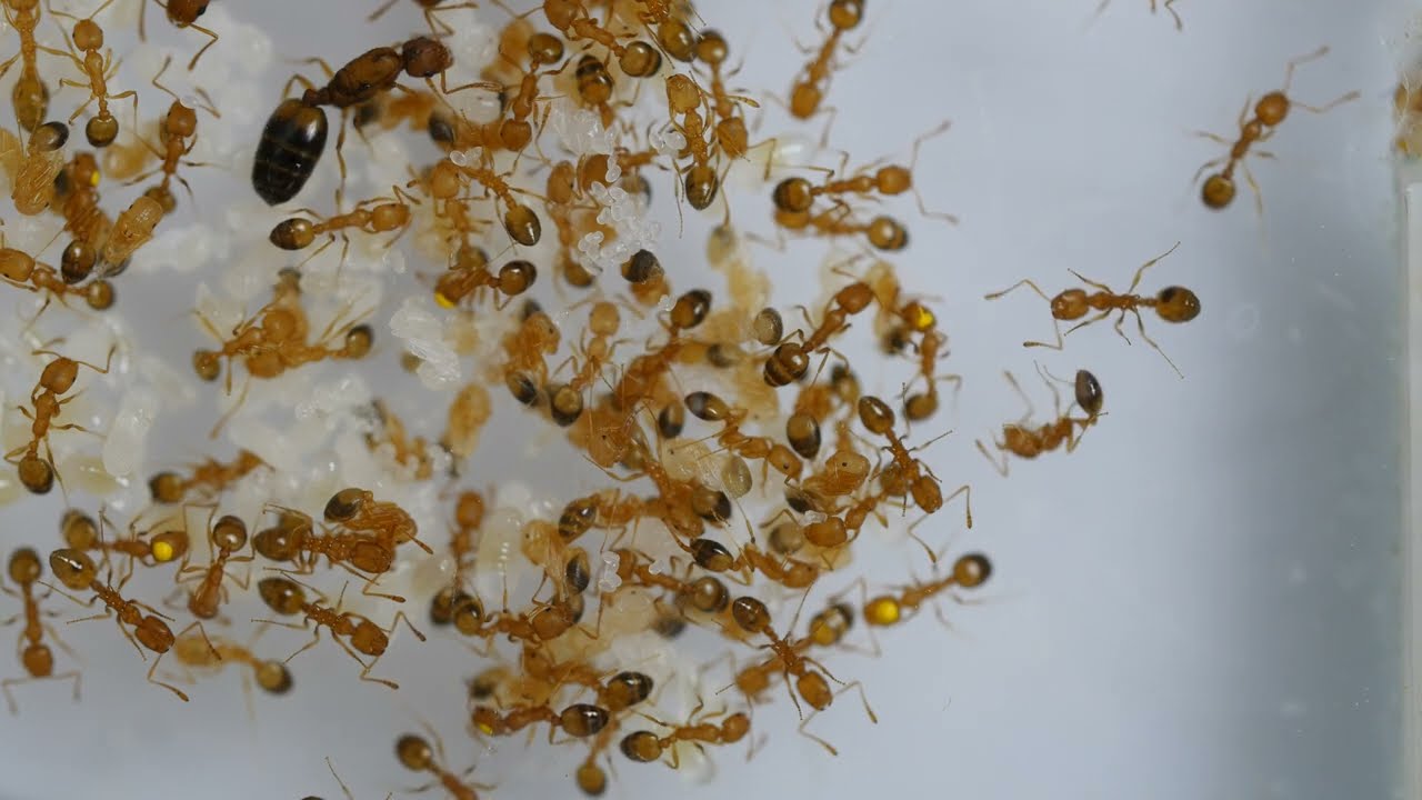 Monomorium pharaonis colony