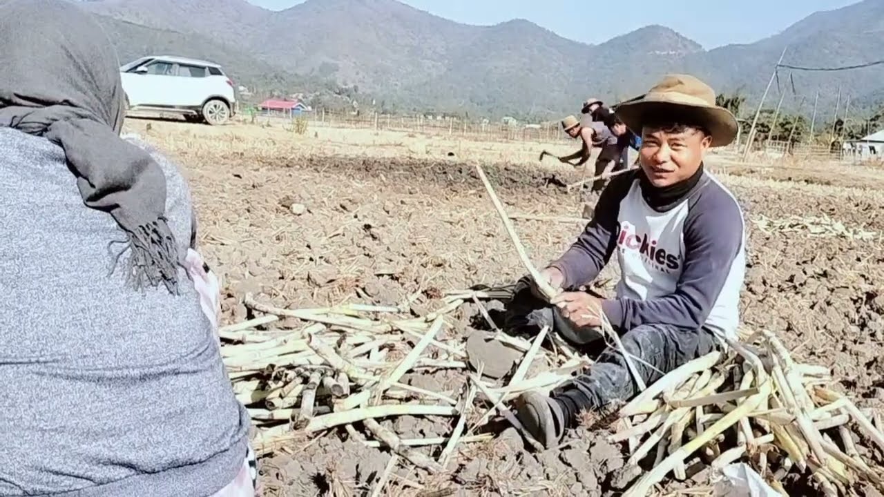 Planting Sugarcane With Family.