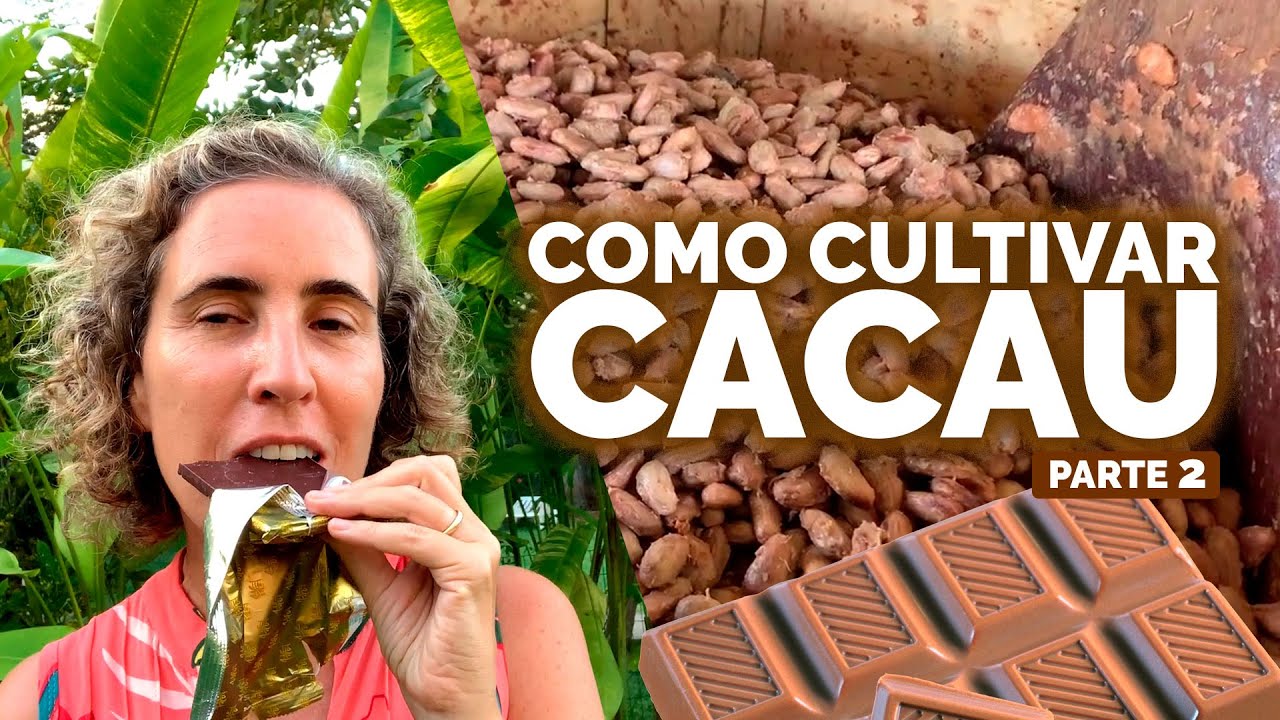 DO CACAU AO CHOCOLATE PARTE 2 | Nô Figueiredo