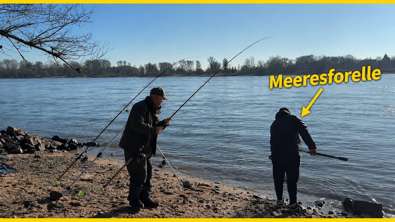 Meerforelle im Rhein gefangen?! Damit hätte ich NIE gerechnet 🎣