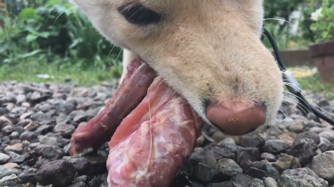 かわいい柴犬、骨付き生肉をがっつり食べる　柴犬食事ＡＳＭＲ