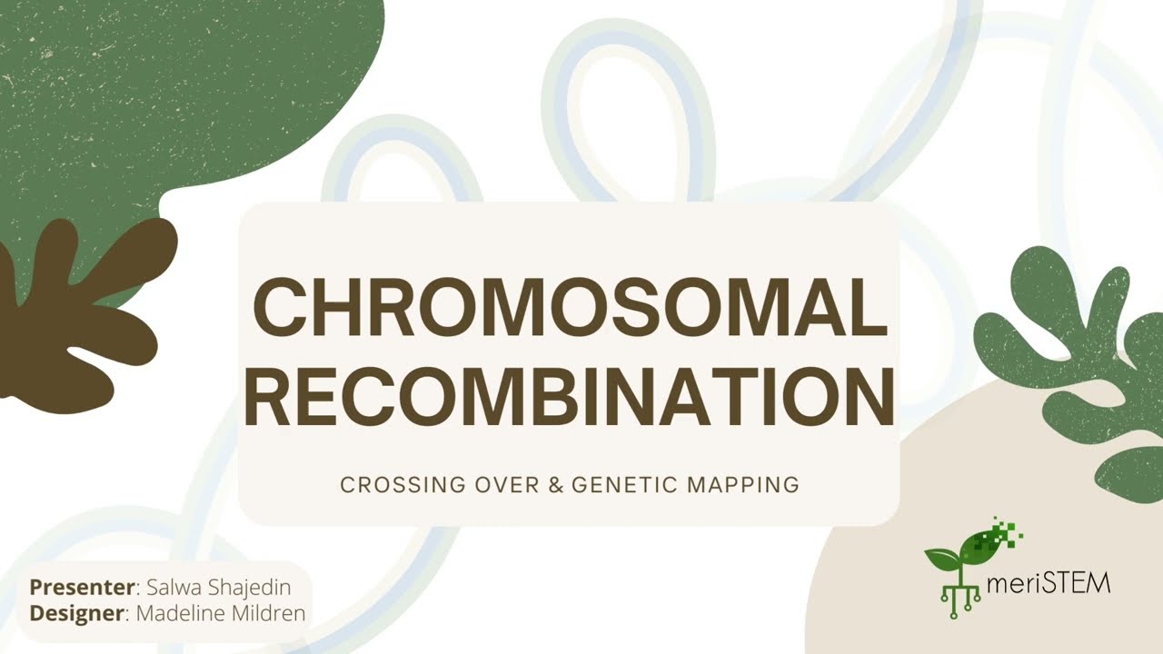 Chromosomal recombination | DNA, genes and inheritance | meriSTEM