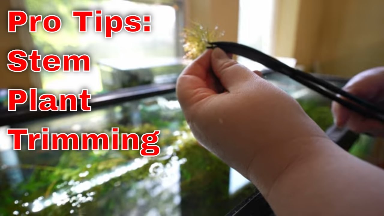 Stem Trimming Tips - Master Aquatic Horticulturist's Pro Tips