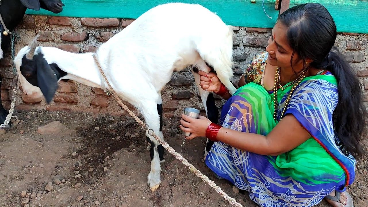 funny got milking by hand🌿🌿🐐🤣🤣