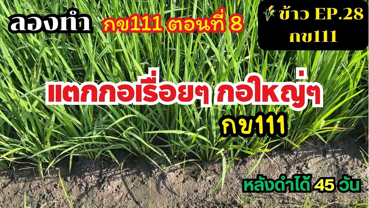 EP.28 || ลองทำกข111 ตอนที่8 : ข้าวกข111แตกกอต่อเนื่อง อายุ 45 วันดำ
