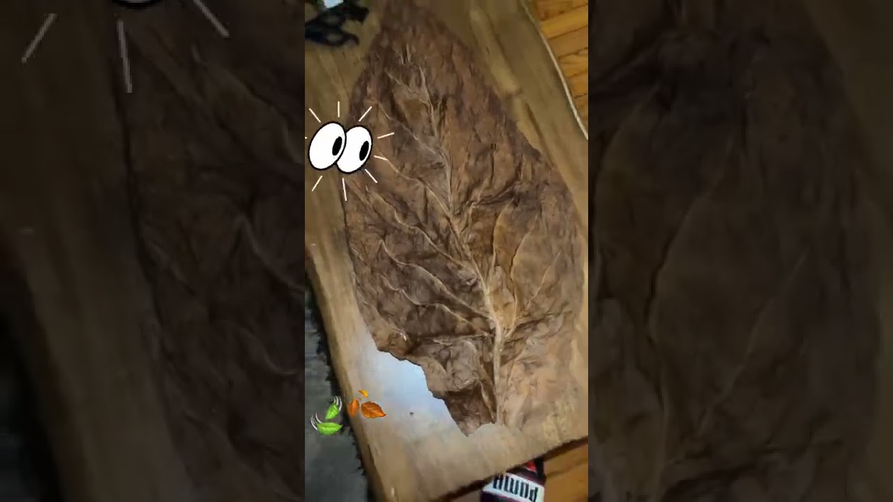 Biggest fronto leaf I then seen 😳😳 #viral #viralvideo #viralshorts #leaf #reels