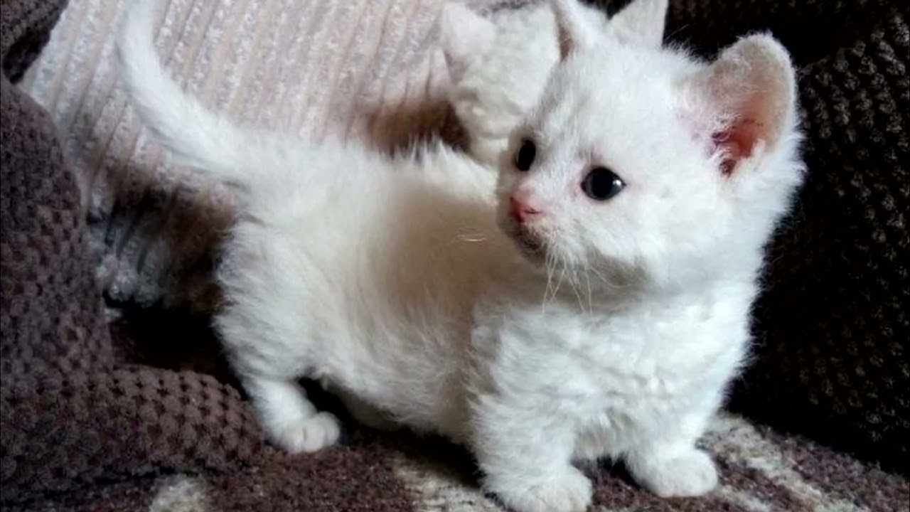lambkin gato