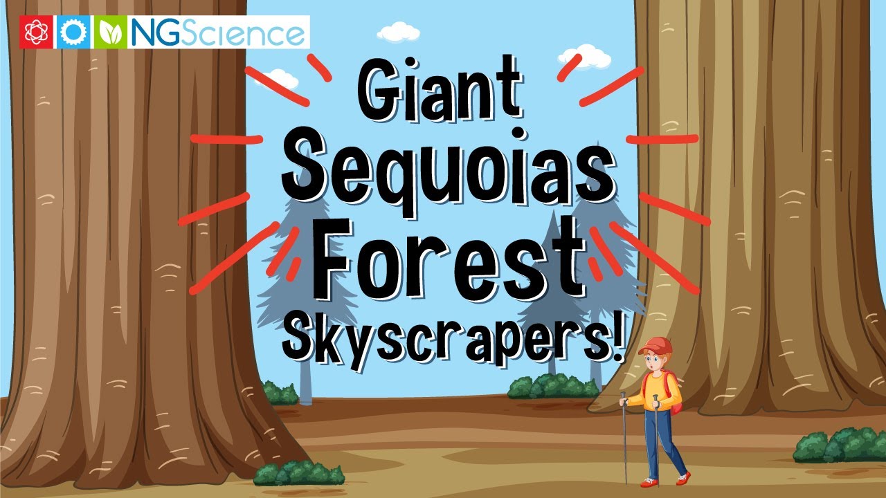 Giant Sequoias – Forest Skyscrapers!