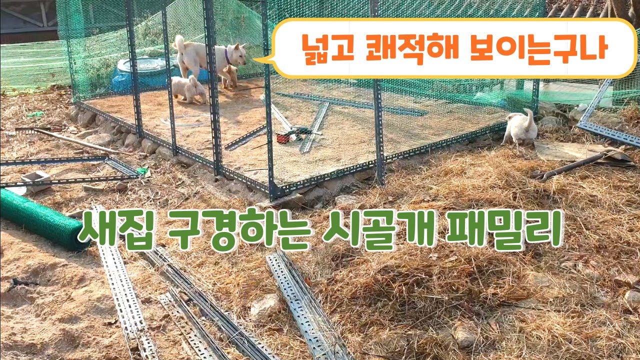 닭장을 제 집으로 오해한 시골 강아지 가족ㅣ진돗개와 시골개 사이