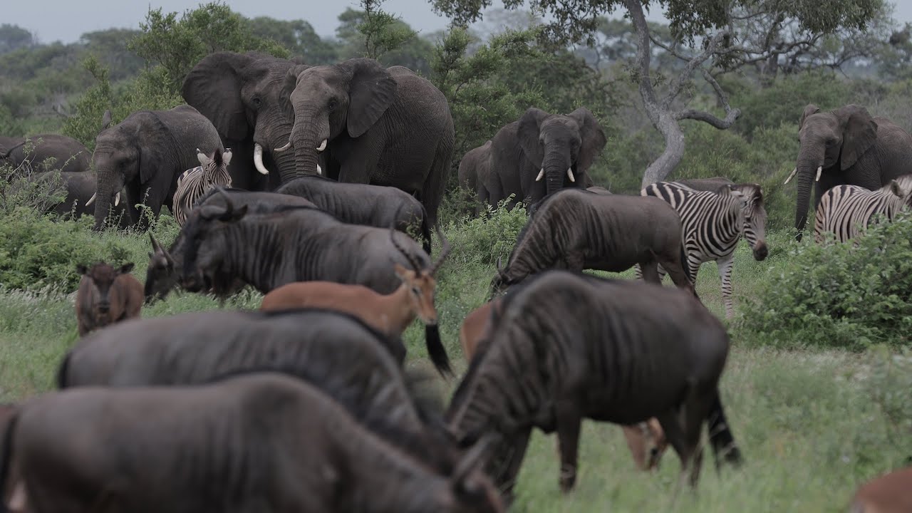 Large herd of elephant grazing together in perfect harmony.